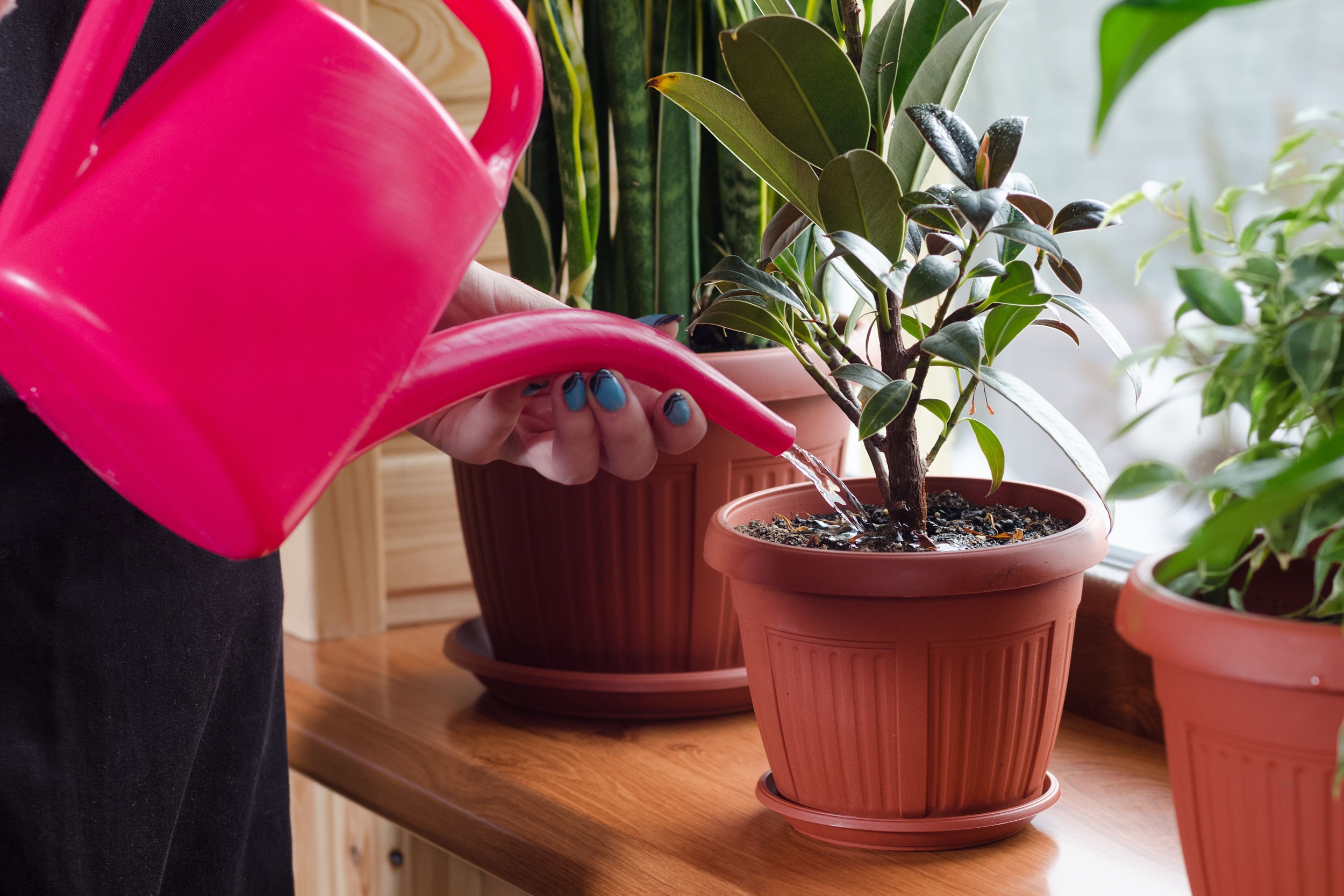 A woman watering indoor plants.